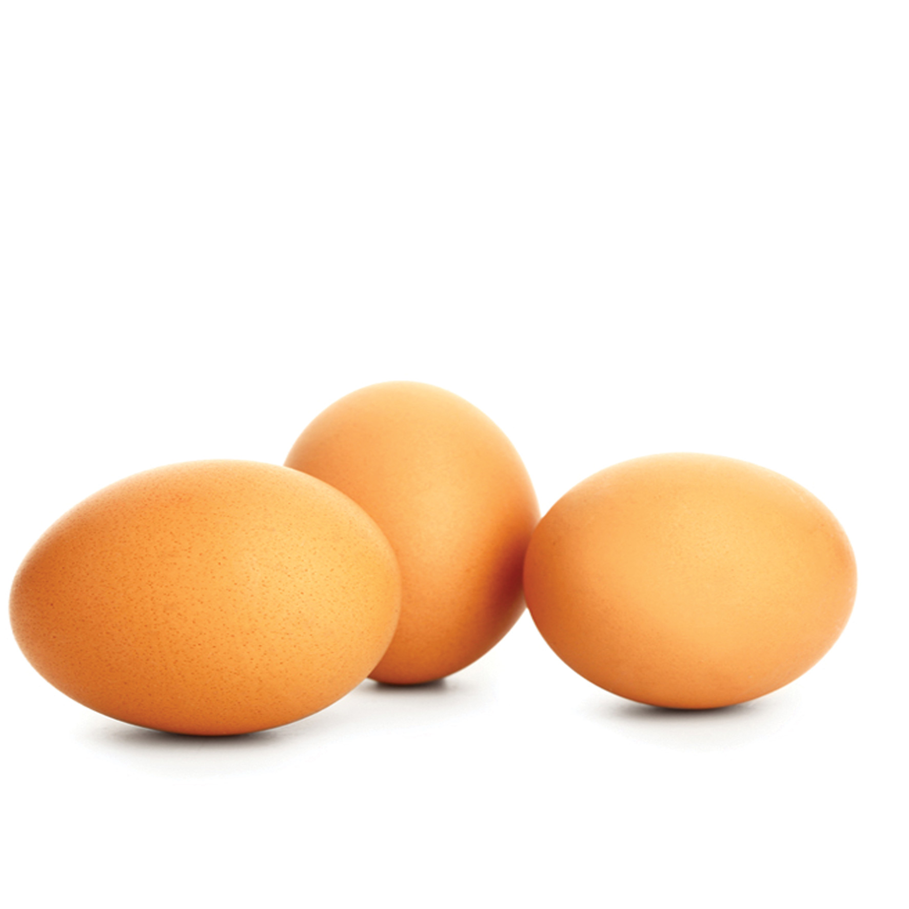 ביצים